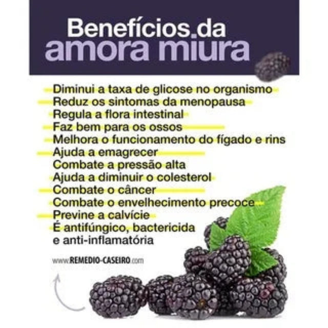 Amora Miúra Original 120 Capsulas - Kaype Store