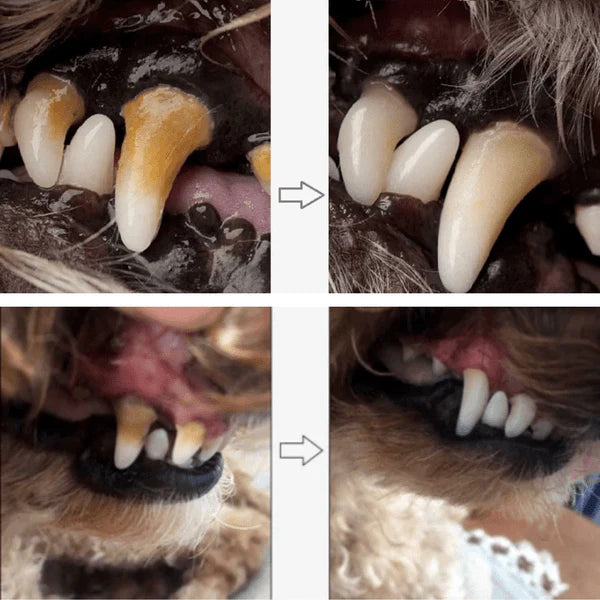Caneta de Cuidado Dental para Cães e Gatos | Limpeza e Saúde Bucal