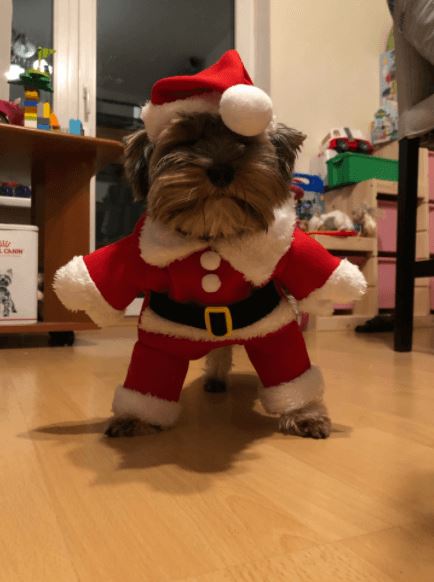 Pet Noel - Roupa de Cachorro Papai Noel PET002 Kaypestore