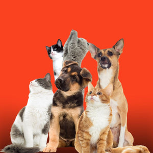 Pet
