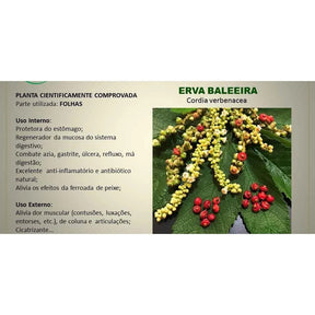 Erva Baleeira Original - 60 Cápsulas | Proteja Seu Estômago e Recupere Sua Saúde Digestiva - Kaype Store