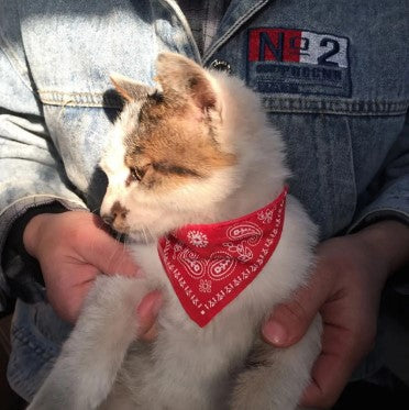 Coleira Bandana para Gatos E Cachorros - Kaype Store