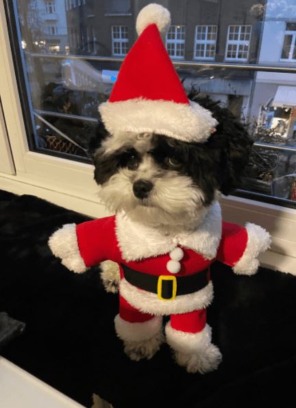 Pet Noel - Roupa de Cachorro Papai Noel PET002 Kaypestore 